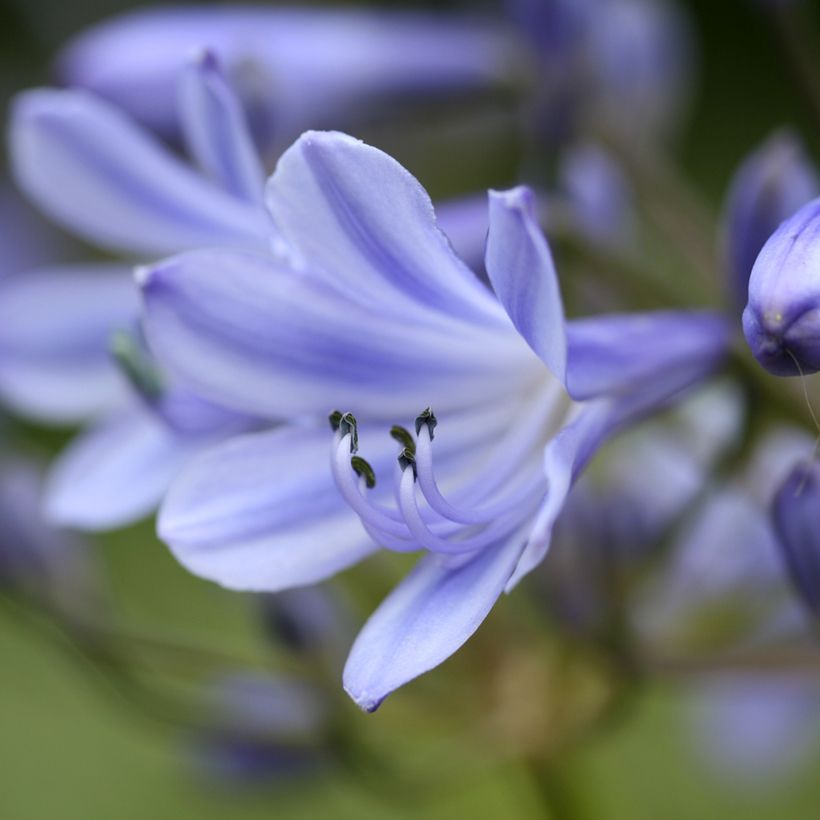 Agapanthus Vallée de la Romanche - Schmucklilie (Blüte)