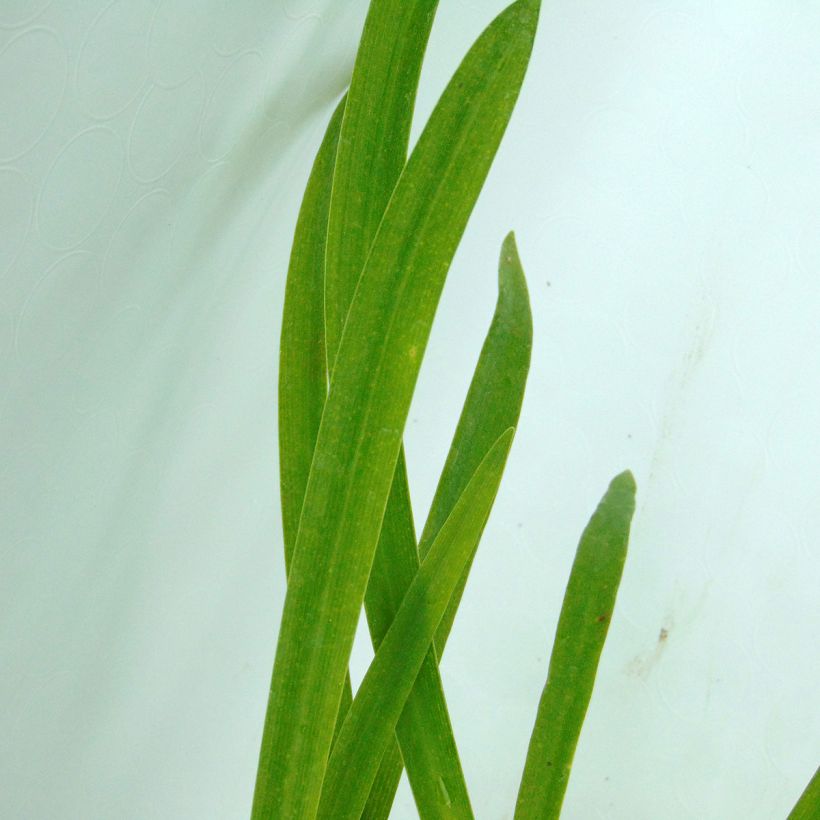 Agapanthus inapertus Graskop - Schmucklilie (Laub)