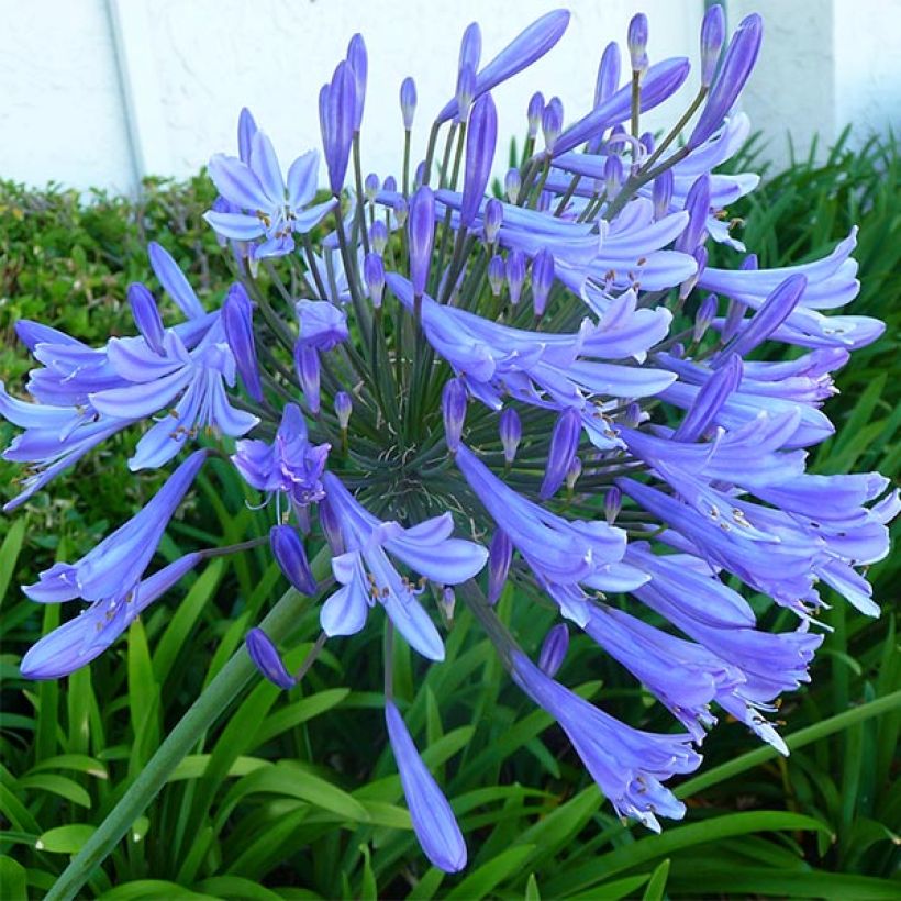 Agapanthus Blue Giant - Schmucklilie (Blüte)