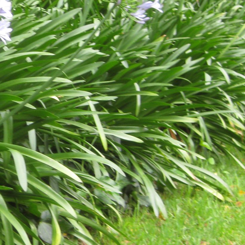 Agapanthus Donau - Schmucklilie (Laub)