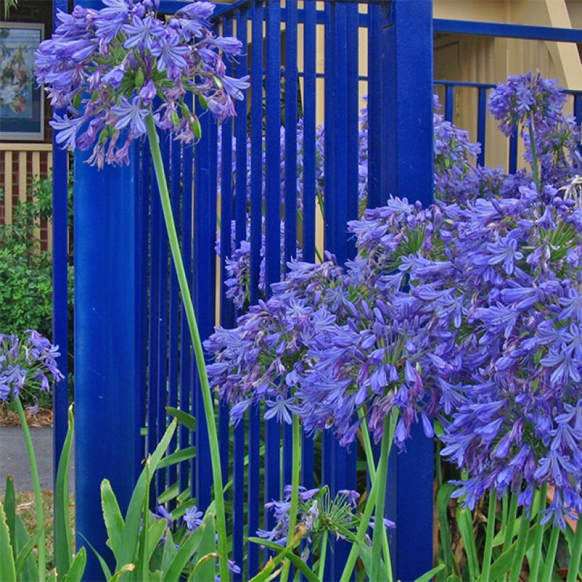 Agapanthus Donau - Schmucklilie (Blüte)