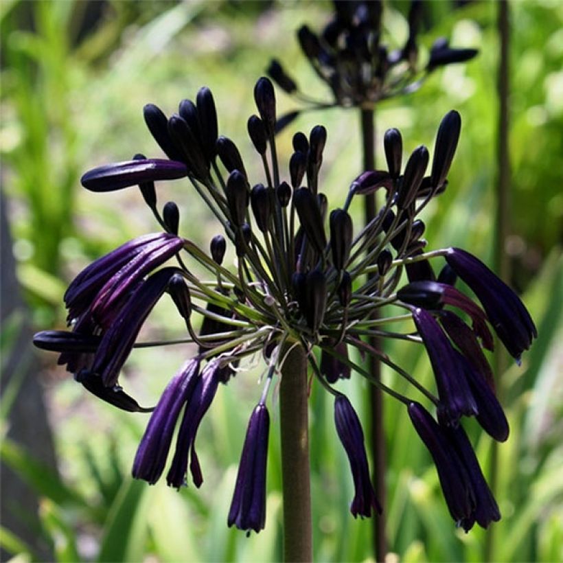 Agapanthus inapertus subsp. pendulus Black Magic - Schmucklilie (Blüte)