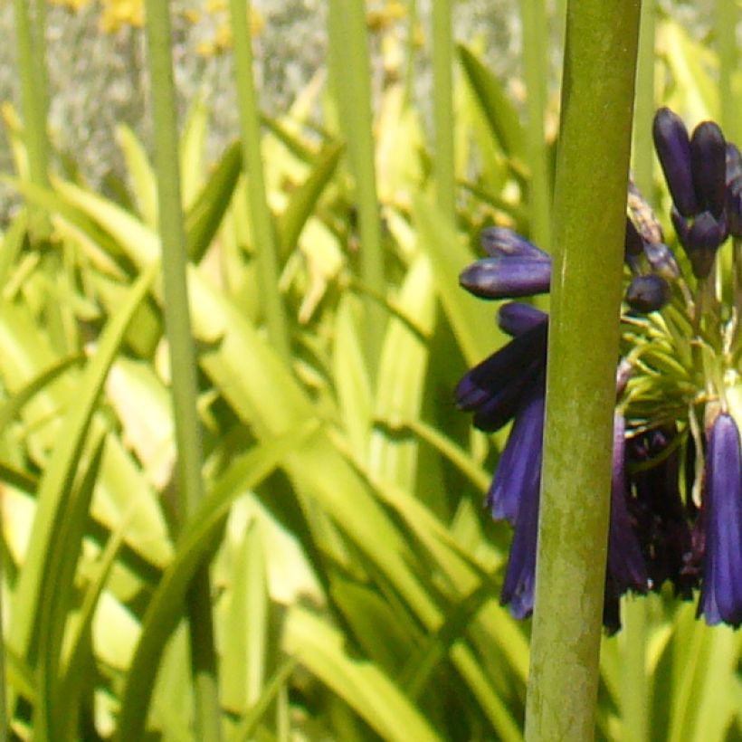 Agapanthus Black Pantha - Schmucklilie (Laub)