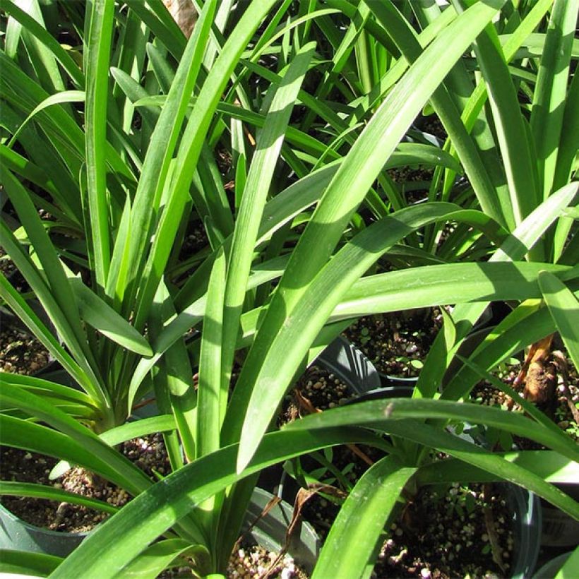 Agapanthus Blue Giant - Schmucklilie (Laub)