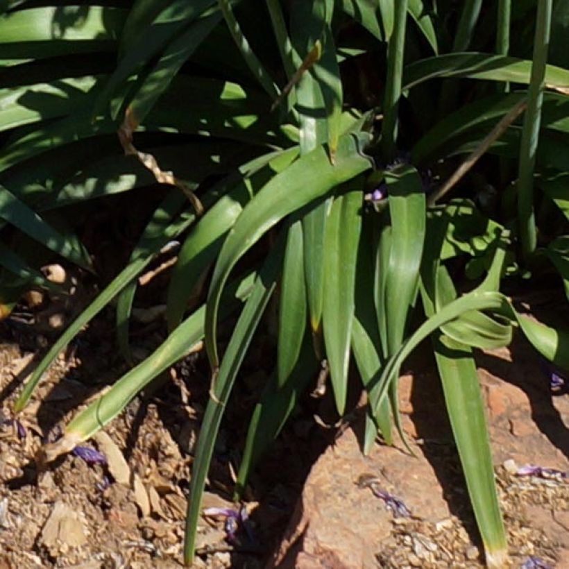 Agapanthus Blue Jeans - Schmucklilie (Laub)