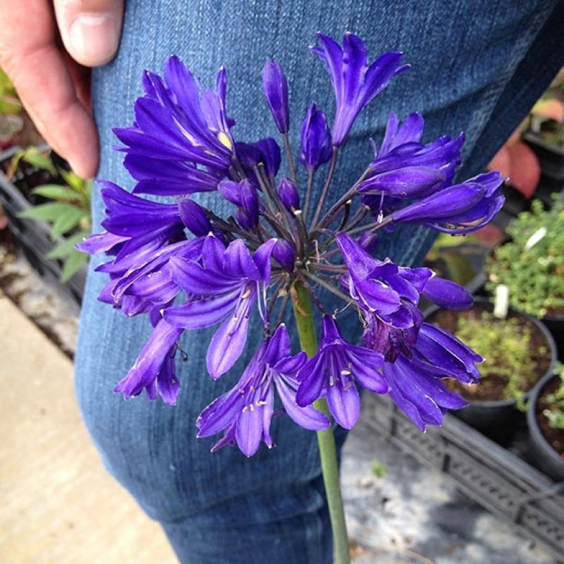 Agapanthus Blue Jeans - Schmucklilie (Blüte)