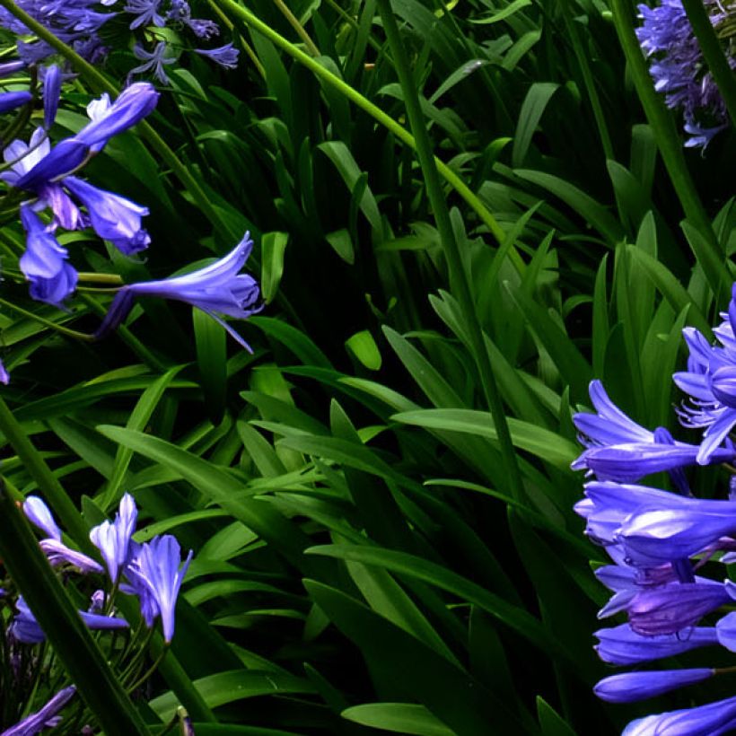 Agapanthus Blue Triumphator - Schmucklilie (Laub)