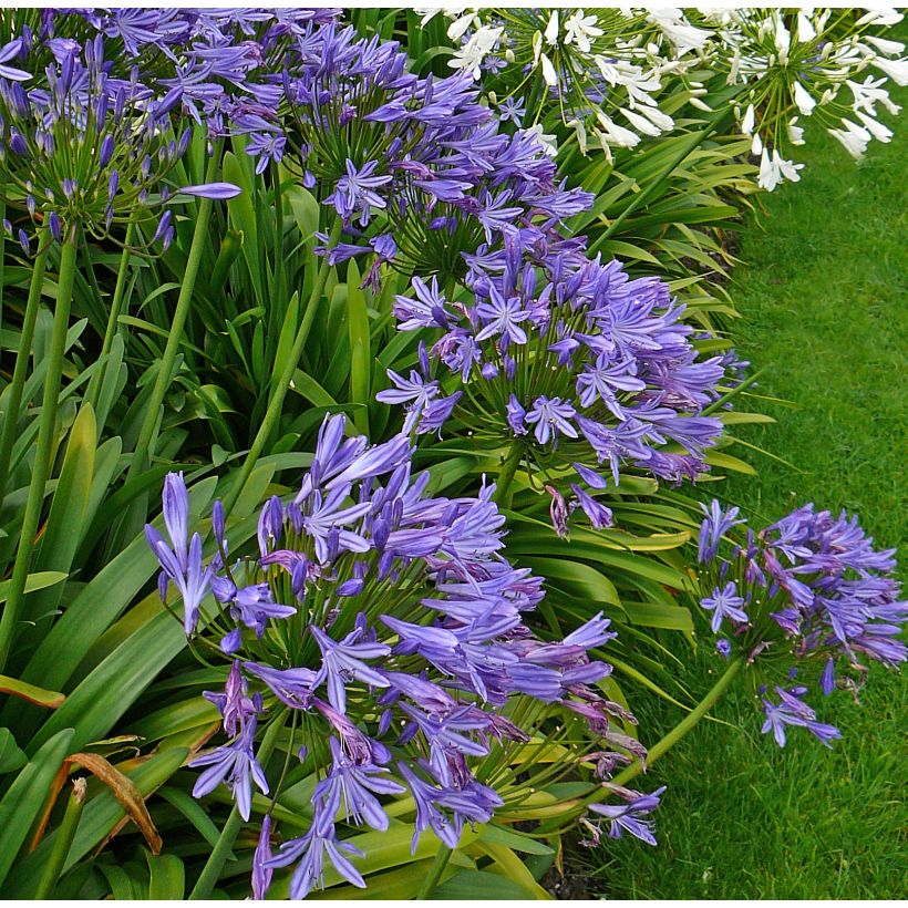 Agapanthus Blue Triumphator - Schmucklilie (Hafen)