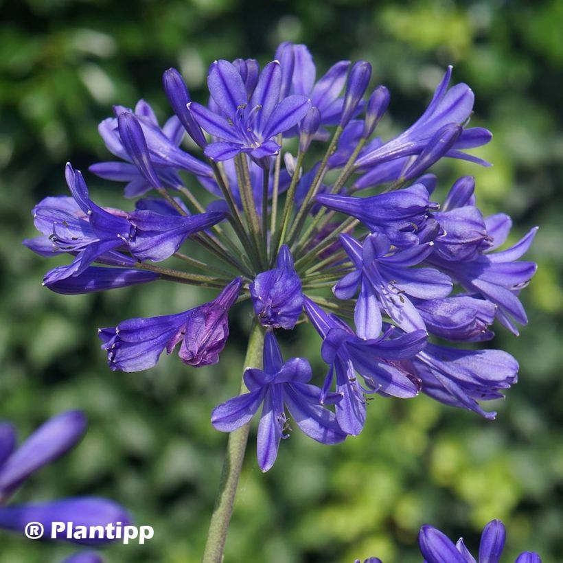 Agapanthus Brilliant Blue - Schmucklilie (Blüte)