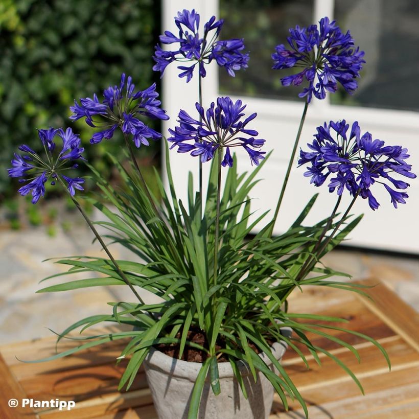 Agapanthus Brilliant Blue - Schmucklilie (Hafen)