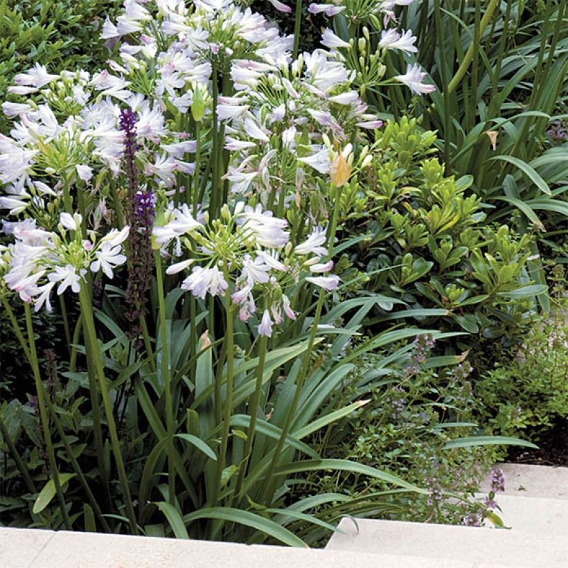 Agapanthus Enigma - Schmucklilie (Hafen)