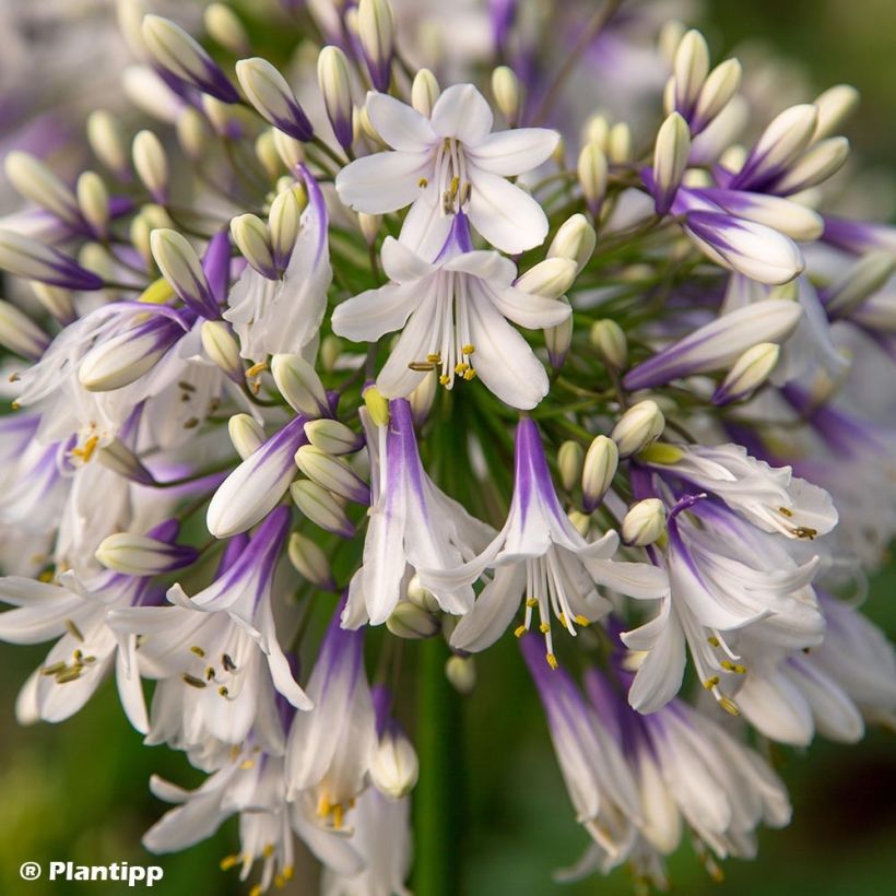 Agapanthus Fireworks - Schmucklilie (Blüte)