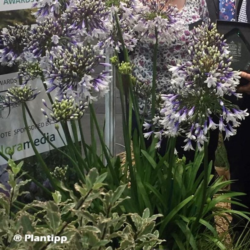 Agapanthus Fireworks - Schmucklilie (Hafen)