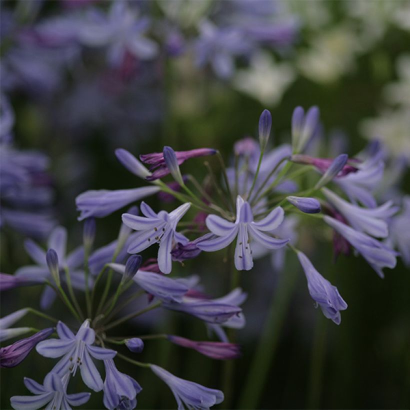 Agapanthus Lapis Lazuli - Schmucklilie (Blüte)