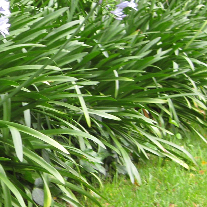 Agapanthus Megan's Mauve - Schmucklilie (Laub)