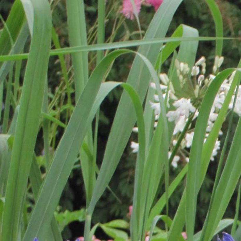 Agapanthus Navy Blue - Schmucklilie (Laub)