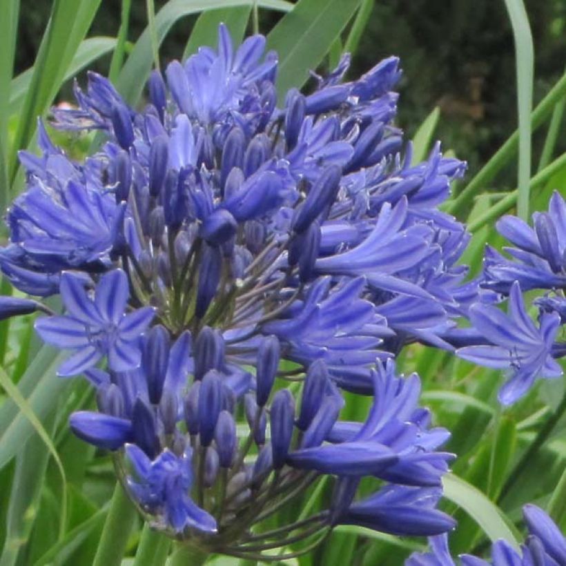 Agapanthus Navy Blue - Schmucklilie (Blüte)