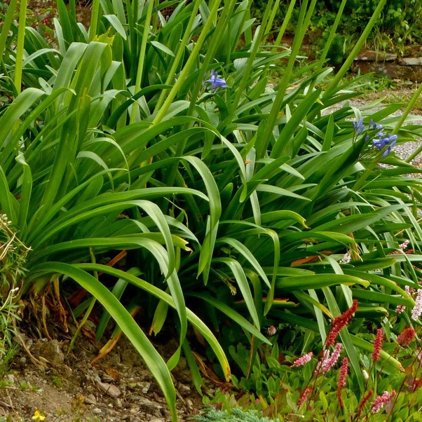 Agapanthus Pretty Sandy - Schmucklilie (Laub)