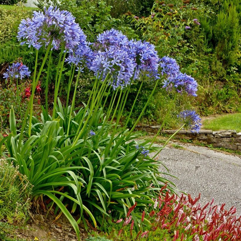 Agapanthus Pretty Sandy - Schmucklilie (Hafen)