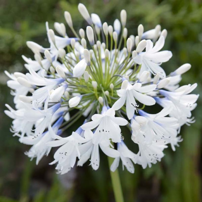 Agapanthus Queen Mum - Schmucklilie (Blüte)