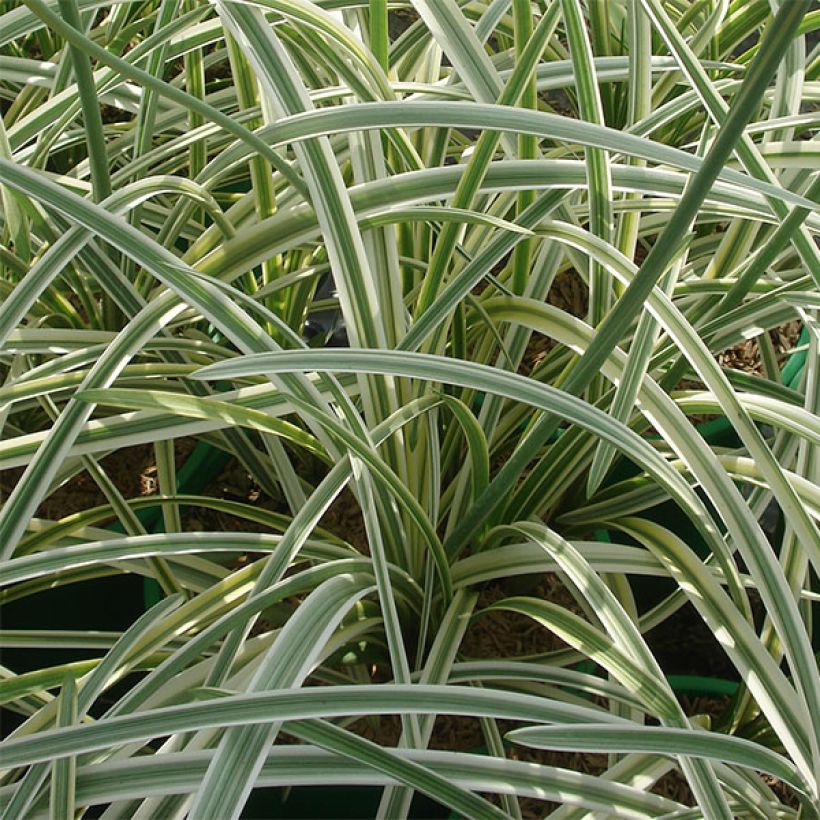 Agapanthus Silver Moon - Schmucklilie (Laub)