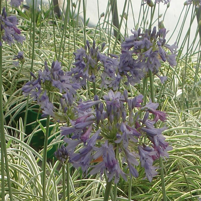 Agapanthus Silver Moon - Schmucklilie (Blüte)