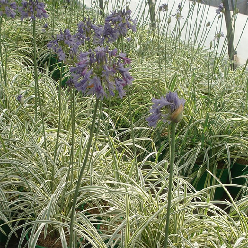 Agapanthus Silver Moon - Schmucklilie (Hafen)