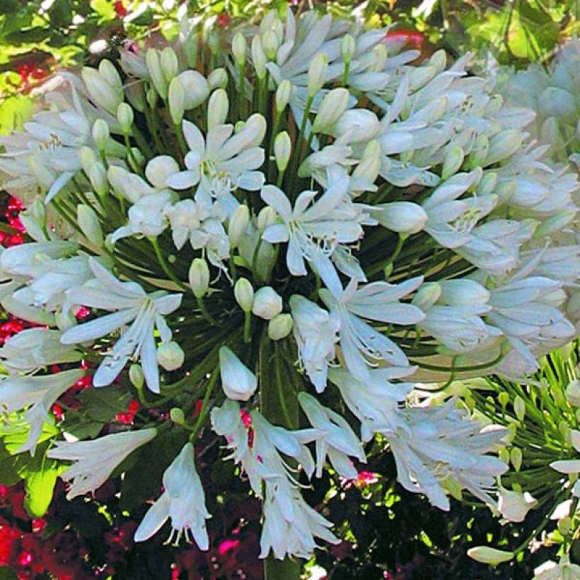 Agapanthus White Heaven - Schmucklilie (Blüte)