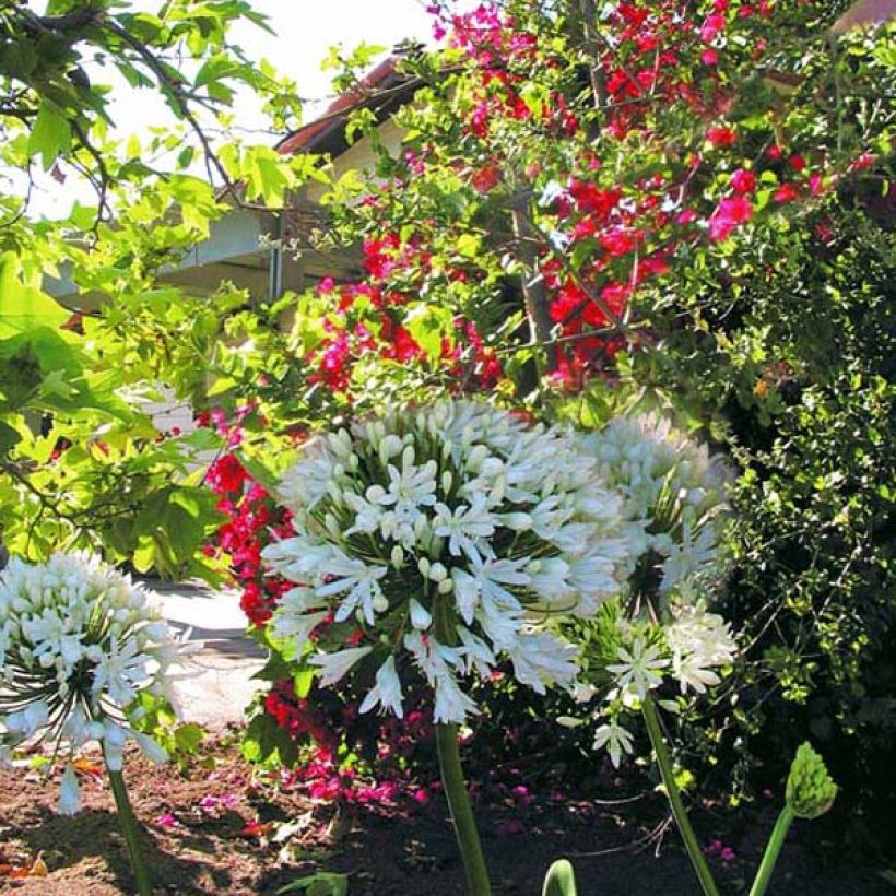 Agapanthus White Heaven - Schmucklilie (Hafen)