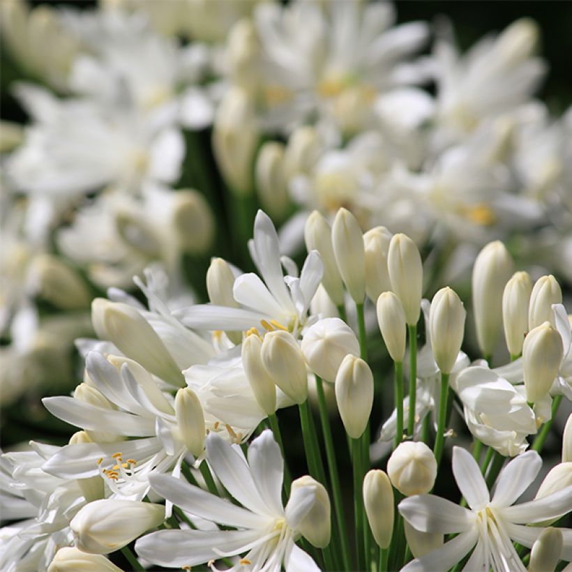 Agapanthus umbellatus Albus - Schmucklilie (Blüte)