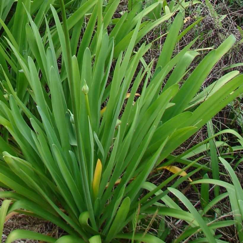 Agapanthus campanulatus var albidus - Schmucklilie (Laub)