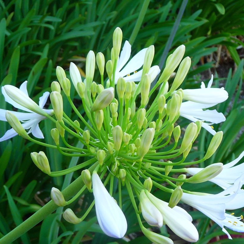 Agapanthus campanulatus var albidus - Schmucklilie (Blüte)