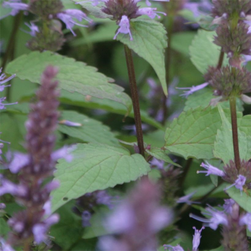 Agastache rugosa After Eight - Duftnessel (Laub)