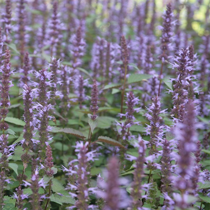 Agastache rugosa After Eight - Duftnessel (Blüte)