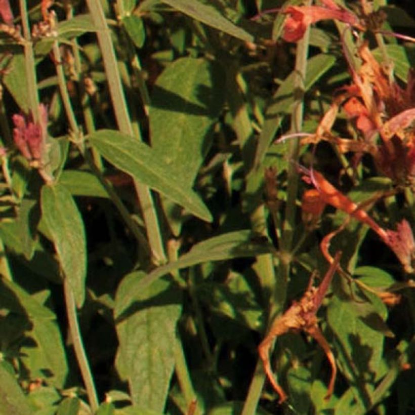 Agastache barberi Firebird - Duftnessel (Laub)