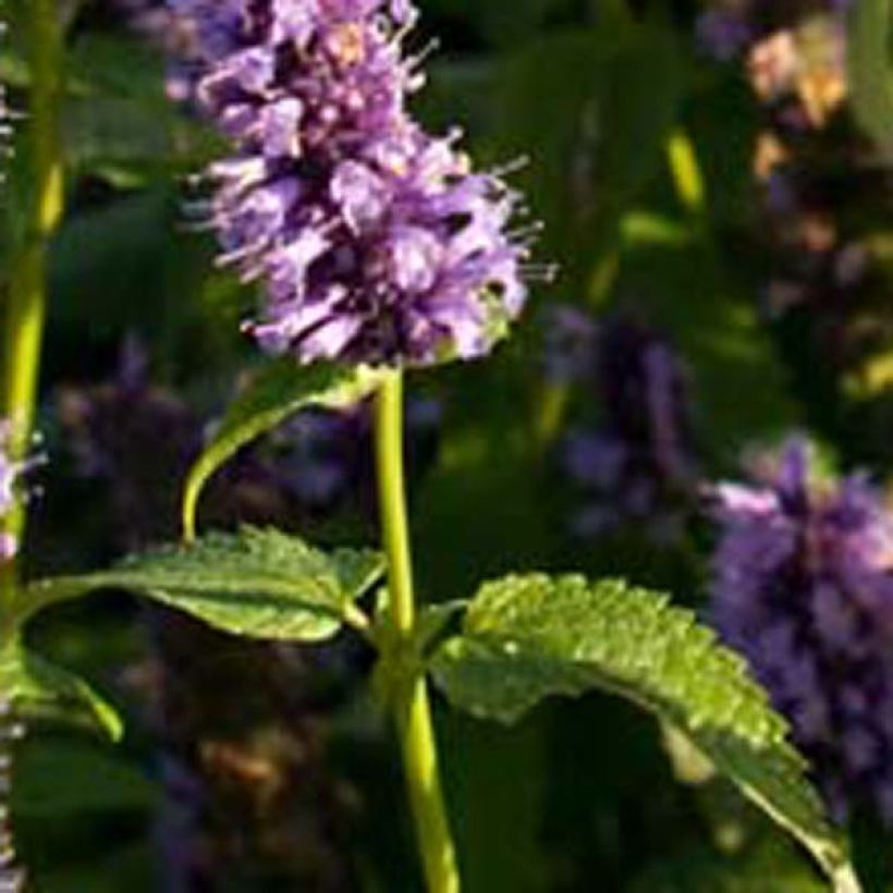 Agastache foeniculum Black Adder - Duftnessel (Laub)