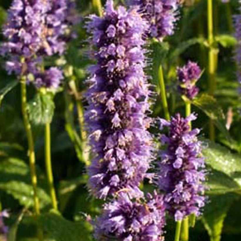 Agastache foeniculum Black Adder - Duftnessel (Blüte)