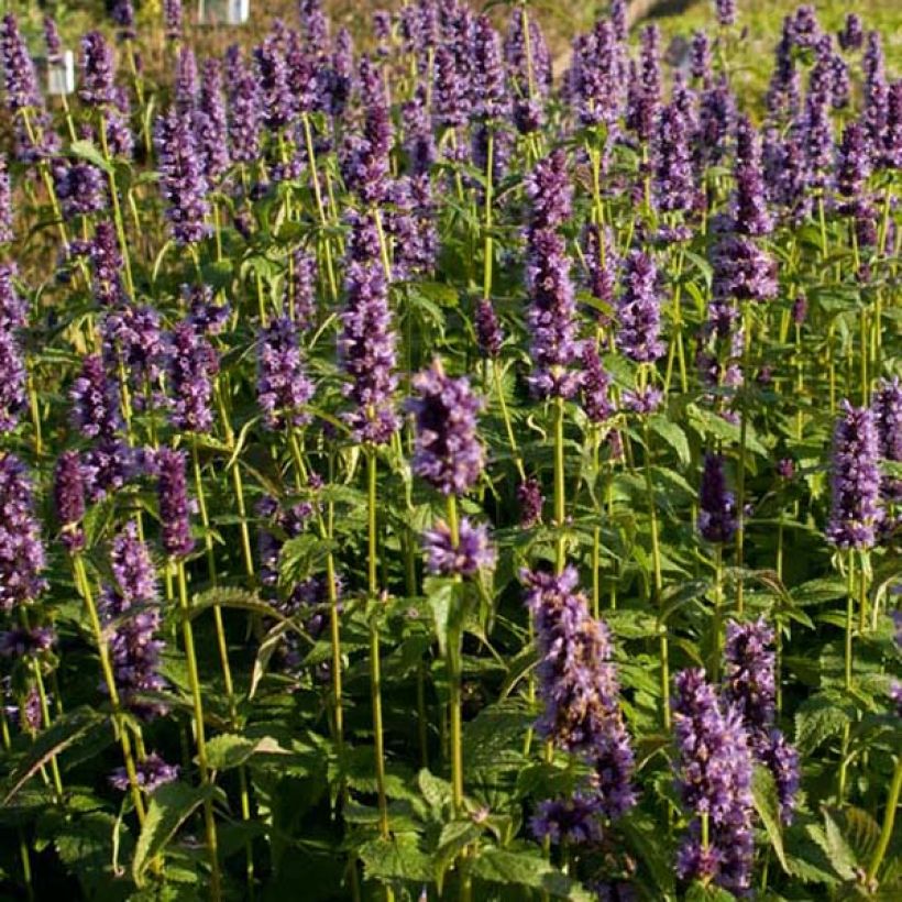 Agastache foeniculum Black Adder - Duftnessel (Hafen)