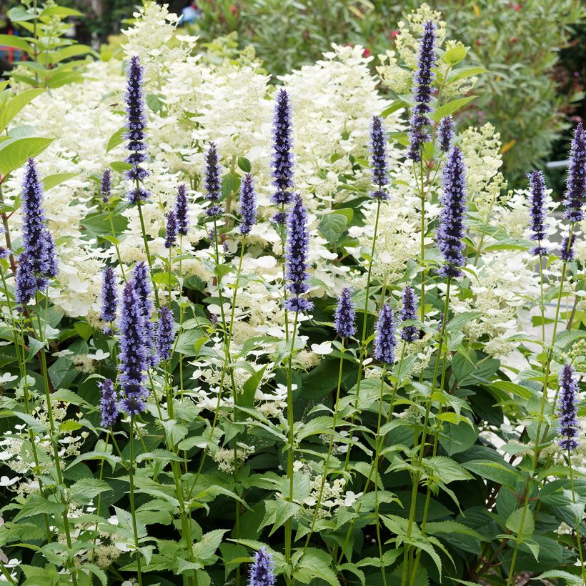 Agastache Blue Fortune - Duftnessel (Hafen)