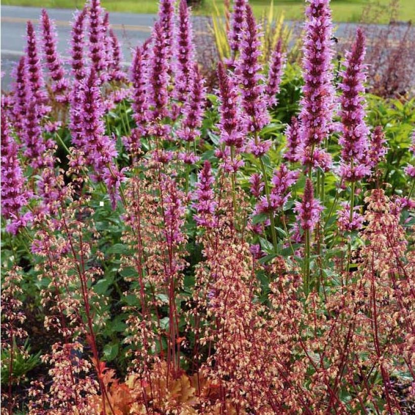 Agastache Cotton Candy - Duftnessel (Blüte)