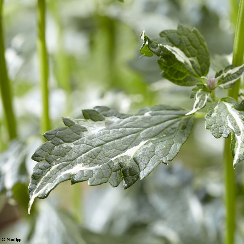 Agastache Crazy Fortune - Duftnessel (Laub)