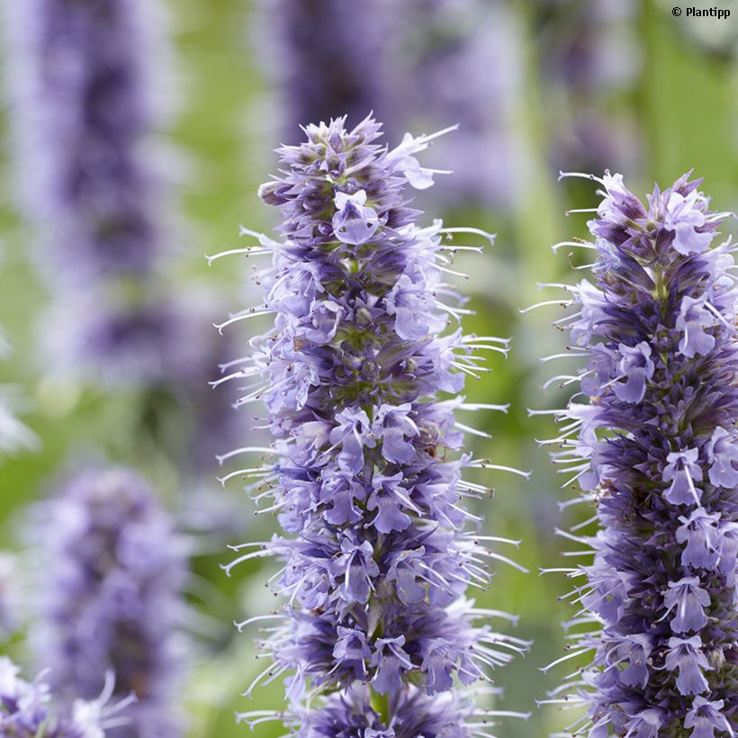 Agastache Crazy Fortune - Duftnessel (Blüte)