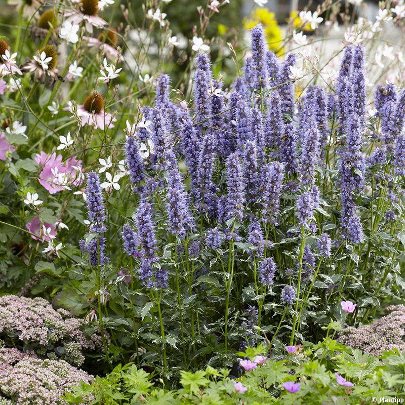 Agastache Crazy Fortune - Duftnessel (Hafen)