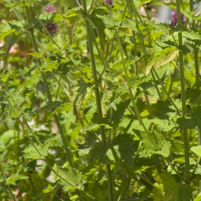 Agastache Globetrotter - Duftnessel (Laub)