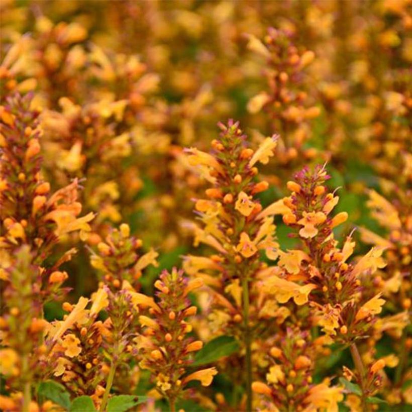 Agastache Kudos Gold - Duftnessel (Blüte)