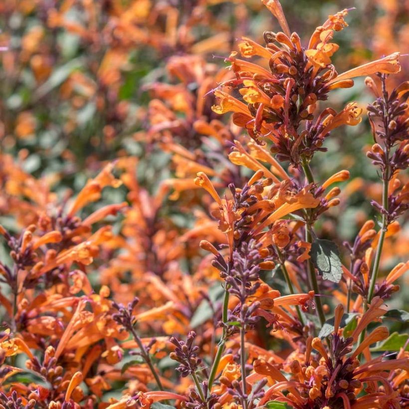 Agastache Kudos Mandarin - Duftnessel (Blüte)