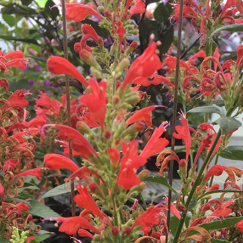 Agastache Kudos Red - Duftnessel (Blüte)