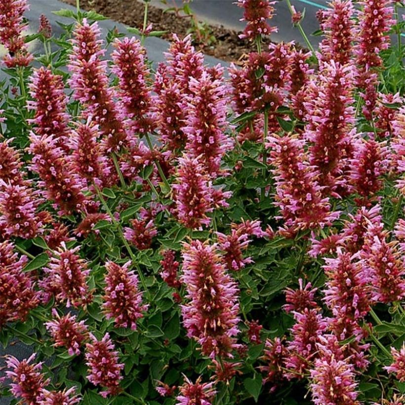 Agastache Poquito Lavender - Duftnessel (Blüte)