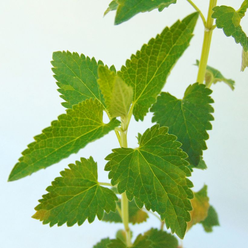 Agastache Serpentine - Duftnessel (Laub)