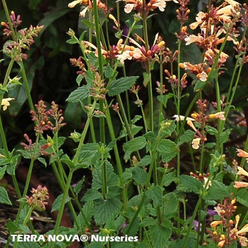 Agastache Summer Glow - Duftnessel (Laub)